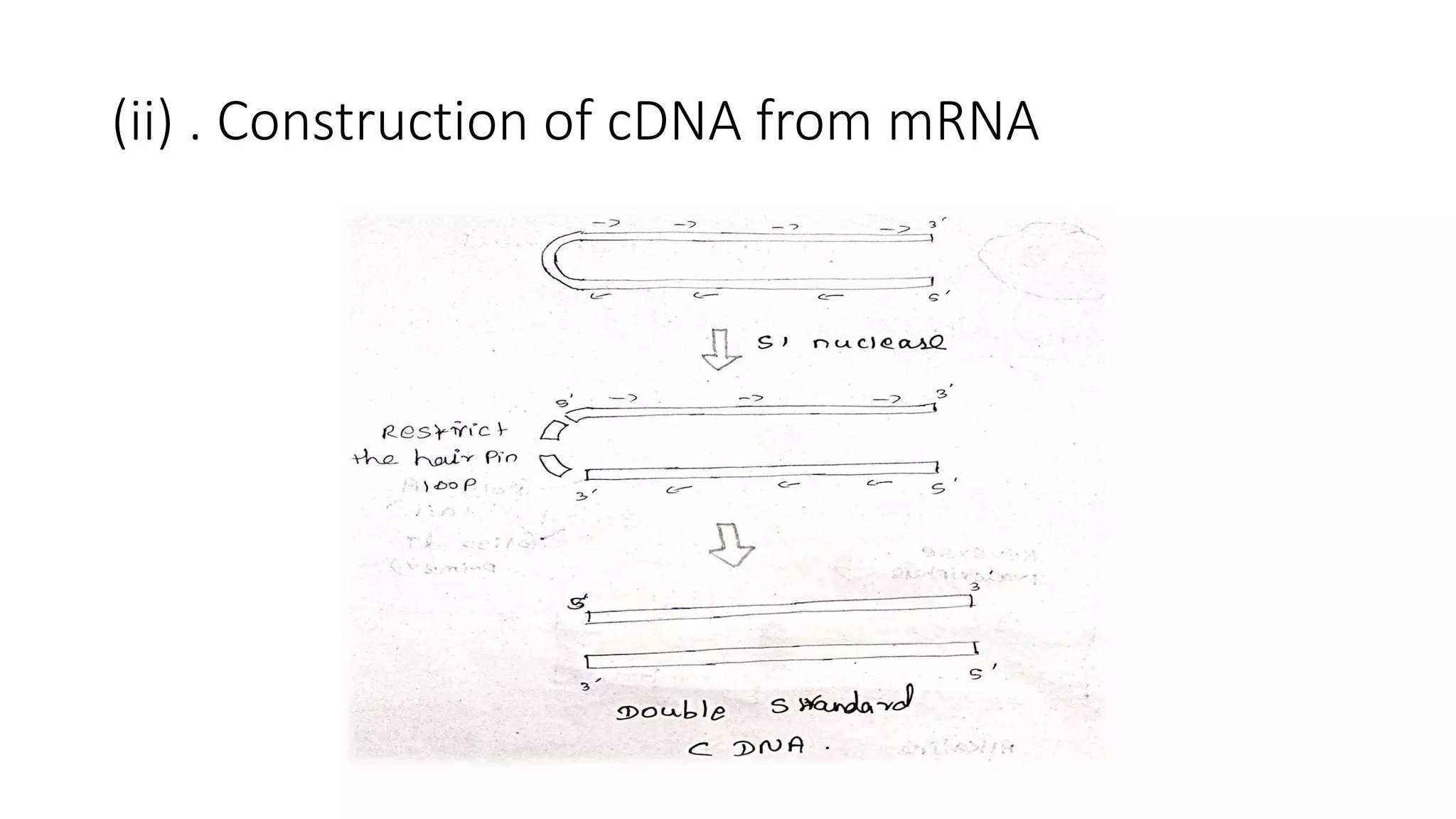 Complementry DNA (cdna) (1).pdf