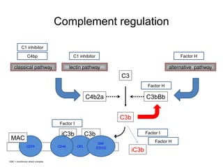 complements and kidney, pathogenesis .pptx