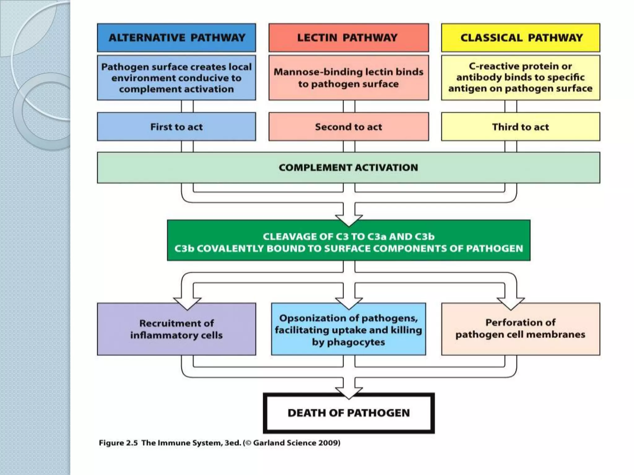 Bypasses C1, C4, and C2