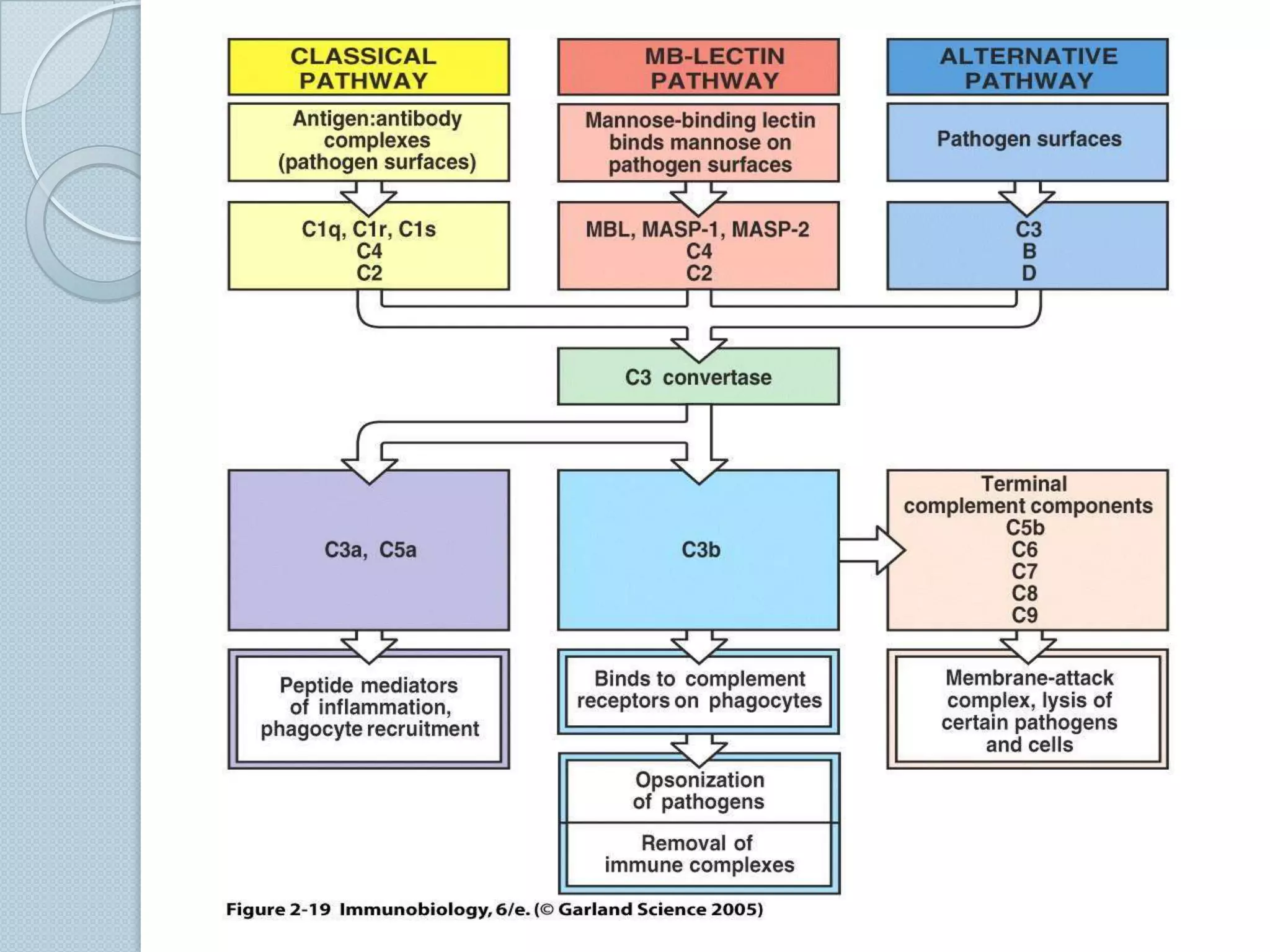 Other activators include:Complexes containing IgASome virus-infected cells (e.g. EBV)Many gram negative and gram positive organismsParasites – Trypanosomes, LeishmaniaDextran SO4ErythrocytesCarbohydrates (agarose)