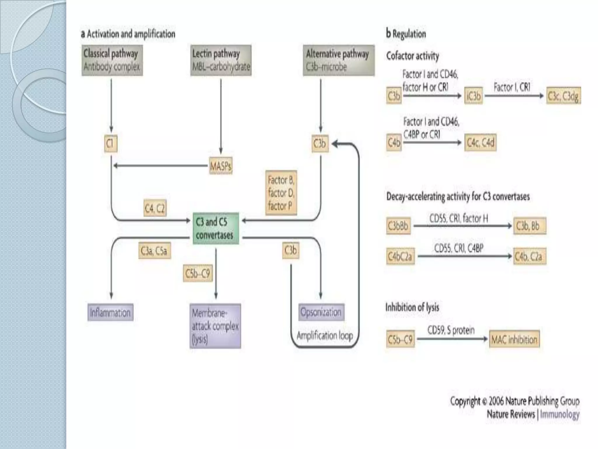 Activated by binding of mannose-binding lectin (or mannose-binding protein) to surface of microbes bearing mannan(polymer of the sugar mannose) in a calcium dependent manner