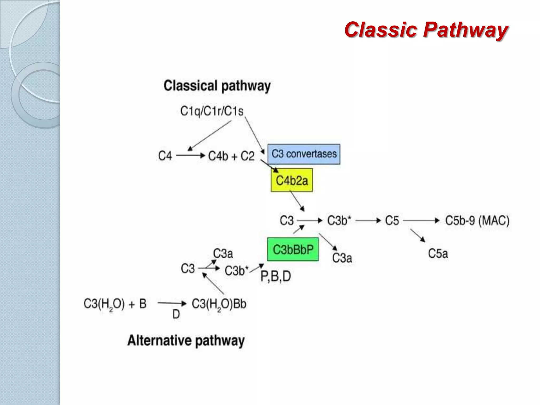 Involves activation of C1