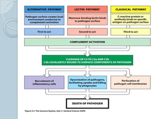 Bypasses C1, C4, and C2