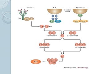 Does not require an antigen-binding protein