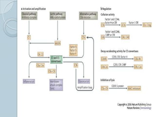 Activated by binding of mannose-binding lectin (or mannose-binding protein) to surface of microbes bearing mannan(polymer of the sugar mannose) in a calcium dependent manner