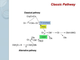 Involves activation of C1