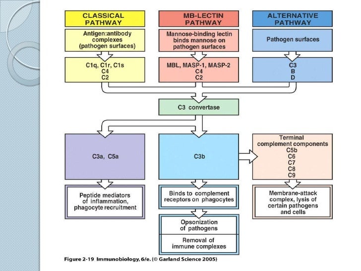 complement system complement cascade