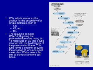 Complement system | PPT