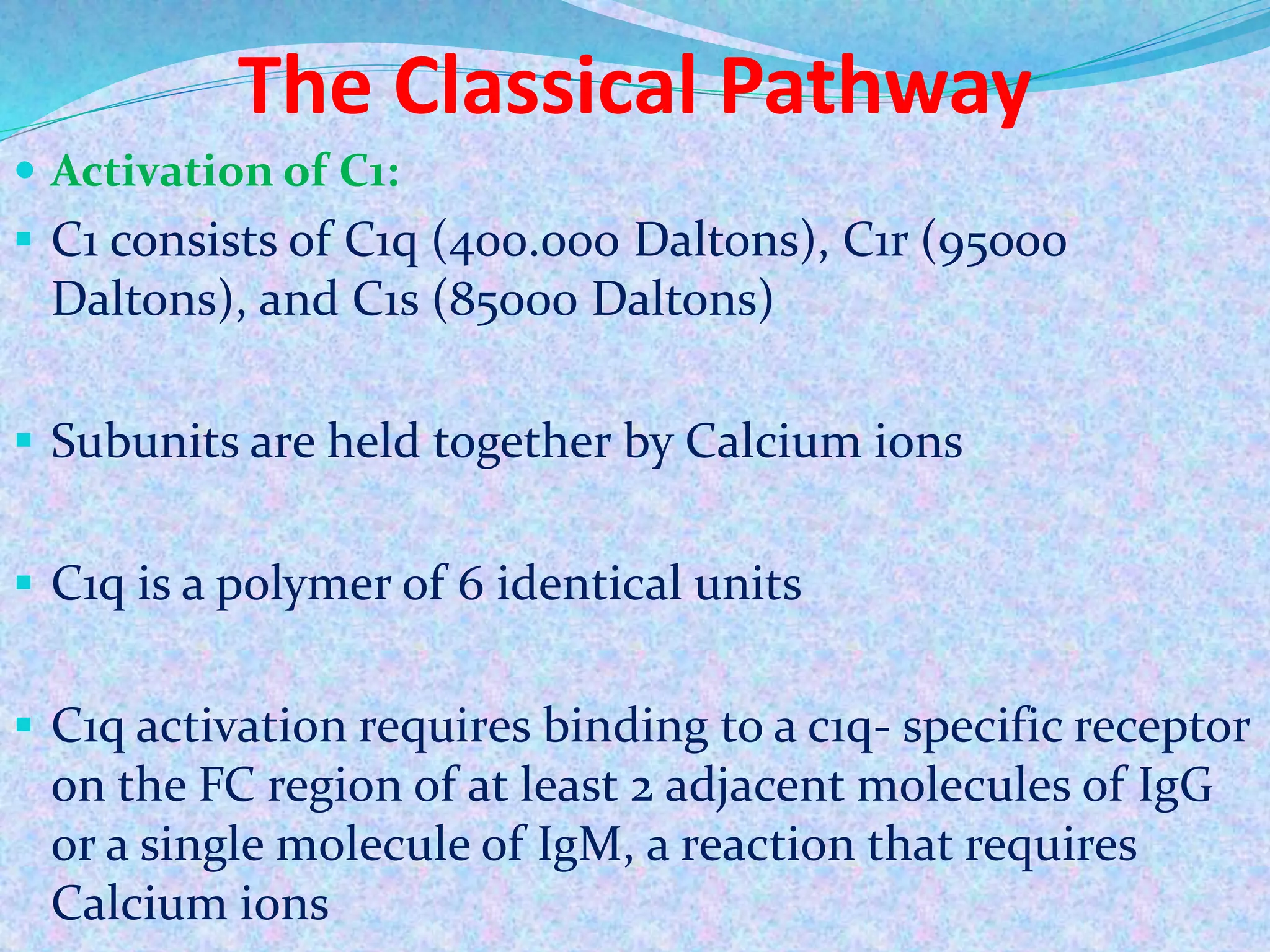 The Classical Pathway
 Activation of C1:
 C1 consists of C1q (400.000 Daltons), C1r (95000
Daltons), and C1s (85000 Daltons)
 Subunits are held together by Calcium ions
 C1q is a polymer of 6 identical units
 C1q activation requires binding to a c1q- specific receptor
on the FC region of at least 2 adjacent molecules of IgG
or a single molecule of IgM, a reaction that requires
Calcium ions
 