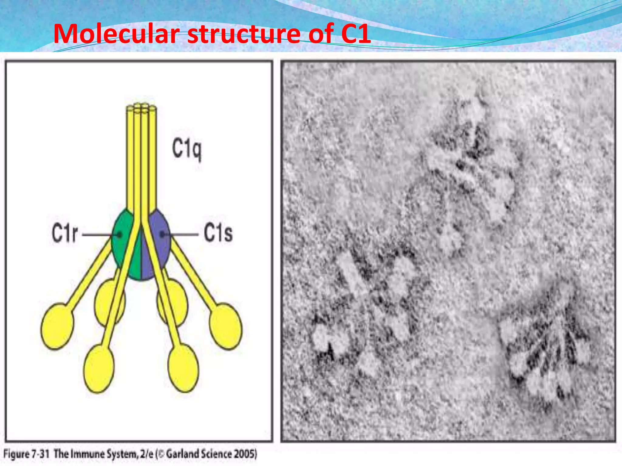 Molecular structure of C1
 