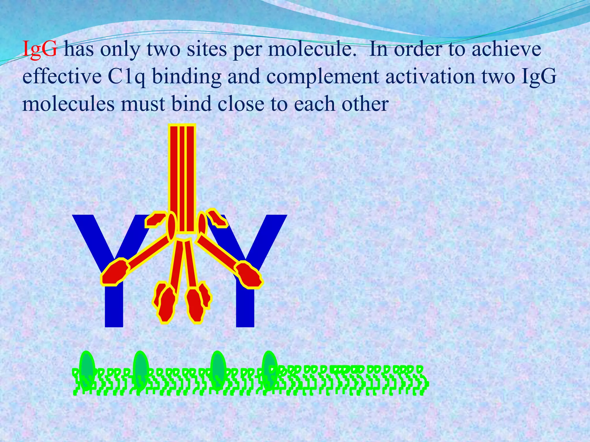 Y Y
IgG has only two sites per molecule. In order to achieve
effective C1q binding and complement activation two IgG
molecules must bind close to each other
 