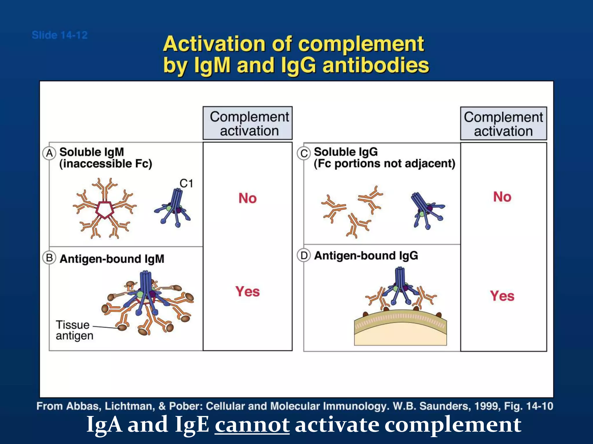 IgA and IgE cannot activate complement
 