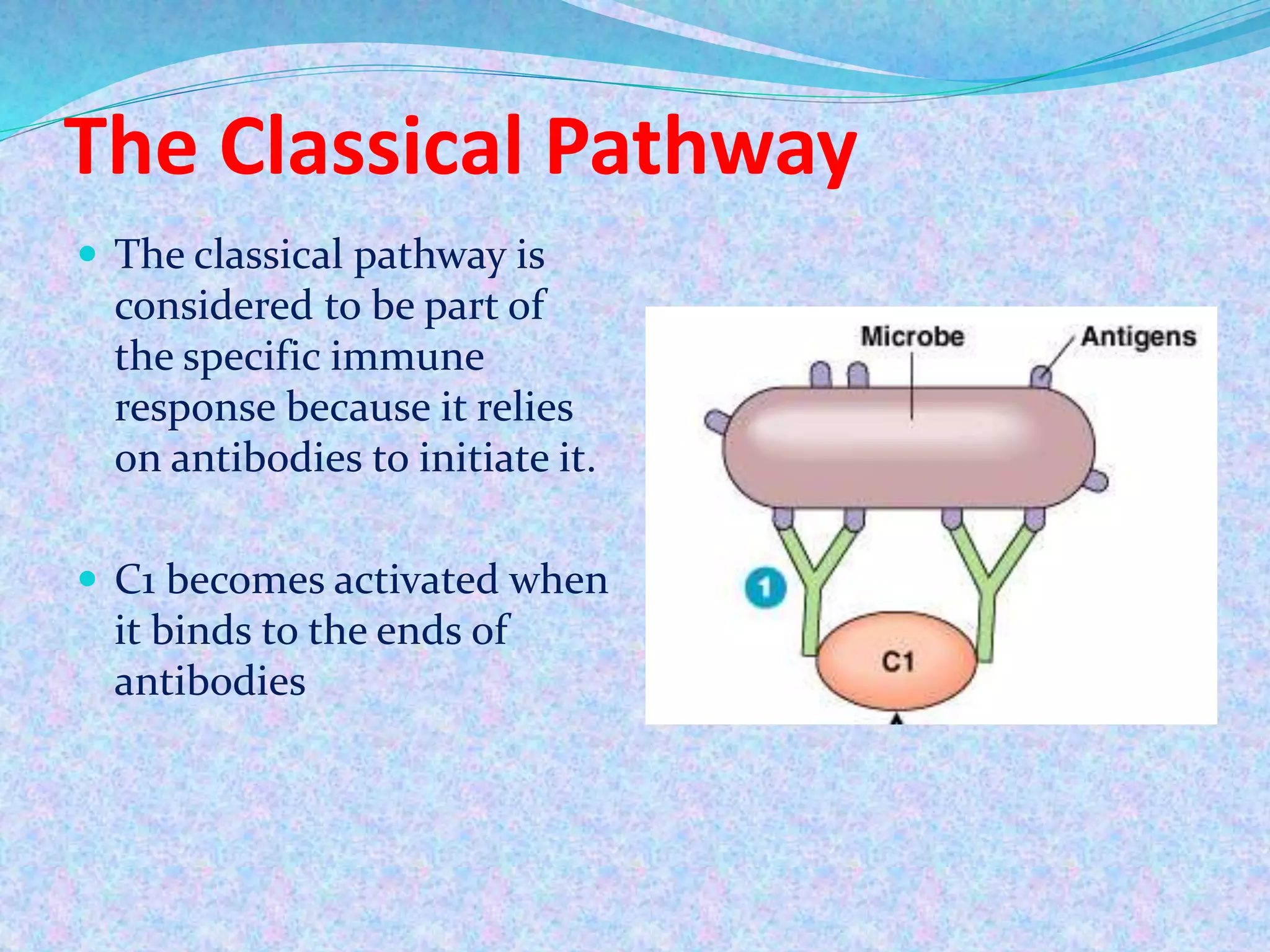 The Classical Pathway
 The classical pathway is
considered to be part of
the specific immune
response because it relies
on antibodies to initiate it.
 C1 becomes activated when
it binds to the ends of
antibodies
 