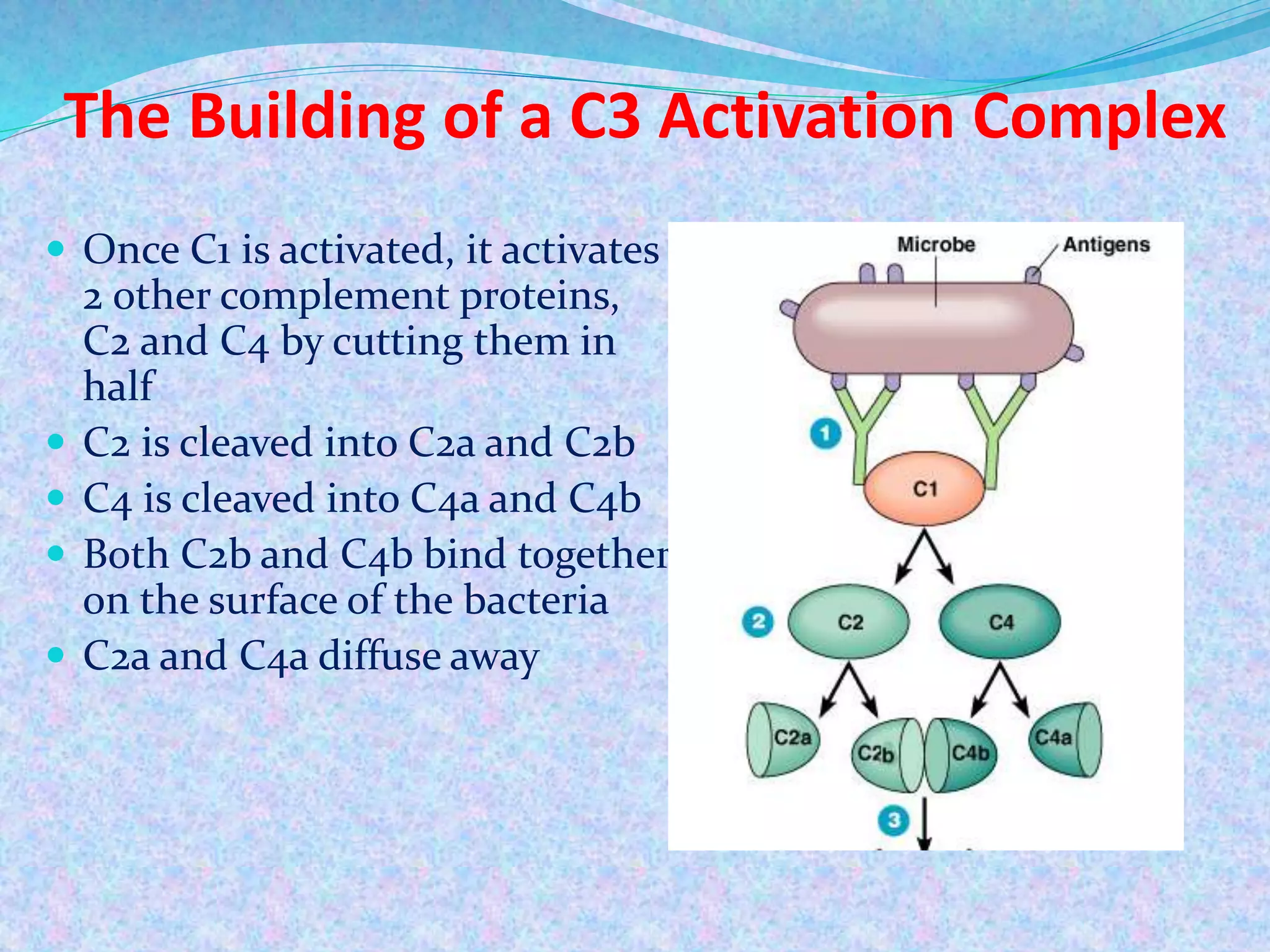 The Building of a C3 Activation Complex
 Once C1 is activated, it activates
2 other complement proteins,
C2 and C4 by cutting them in
half
 C2 is cleaved into C2a and C2b
 C4 is cleaved into C4a and C4b
 Both C2b and C4b bind together
on the surface of the bacteria
 C2a and C4a diffuse away
 