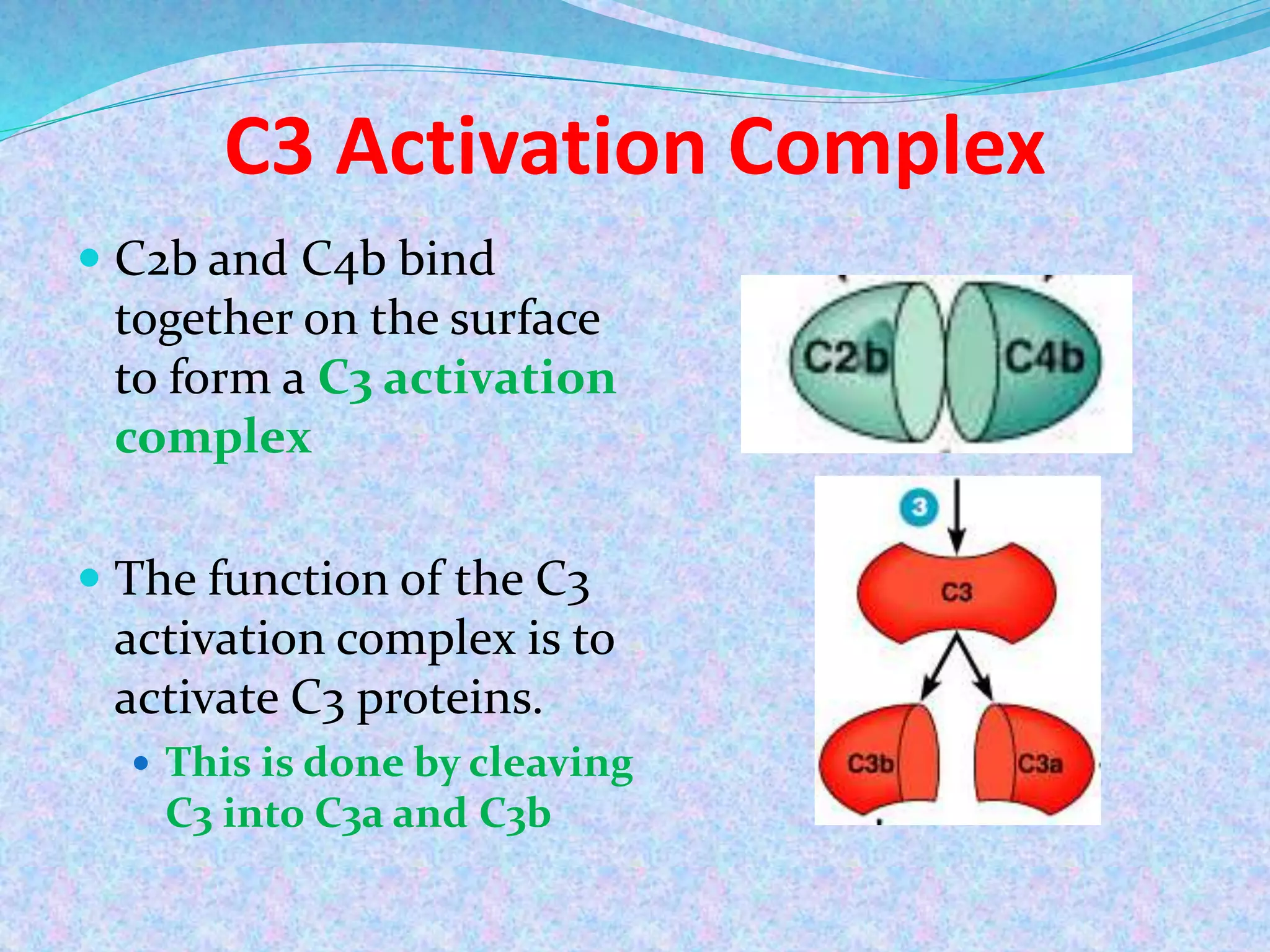 C3 Activation Complex
 C2b and C4b bind
together on the surface
to form a C3 activation
complex
 The function of the C3
activation complex is to
activate C3 proteins.
 This is done by cleaving
C3 into C3a and C3b
 
