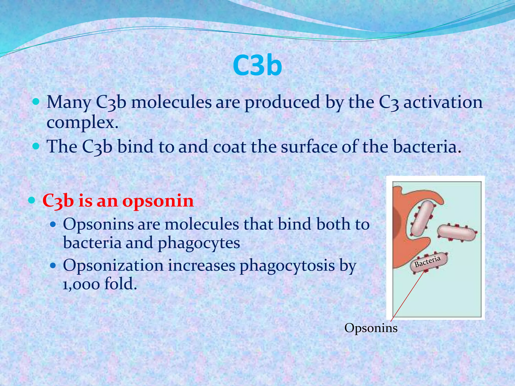 C3b
 Many C3b molecules are produced by the C3 activation
complex.
 The C3b bind to and coat the surface of the bacteria.
 C3b is an opsonin
 Opsonins are molecules that bind both to
bacteria and phagocytes
 Opsonization increases phagocytosis by
1,000 fold.
Opsonins
 
