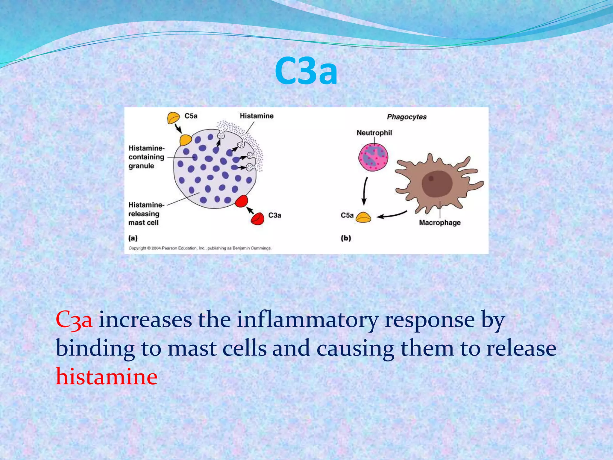C3a
C3a increases the inflammatory response by
binding to mast cells and causing them to release
histamine
 