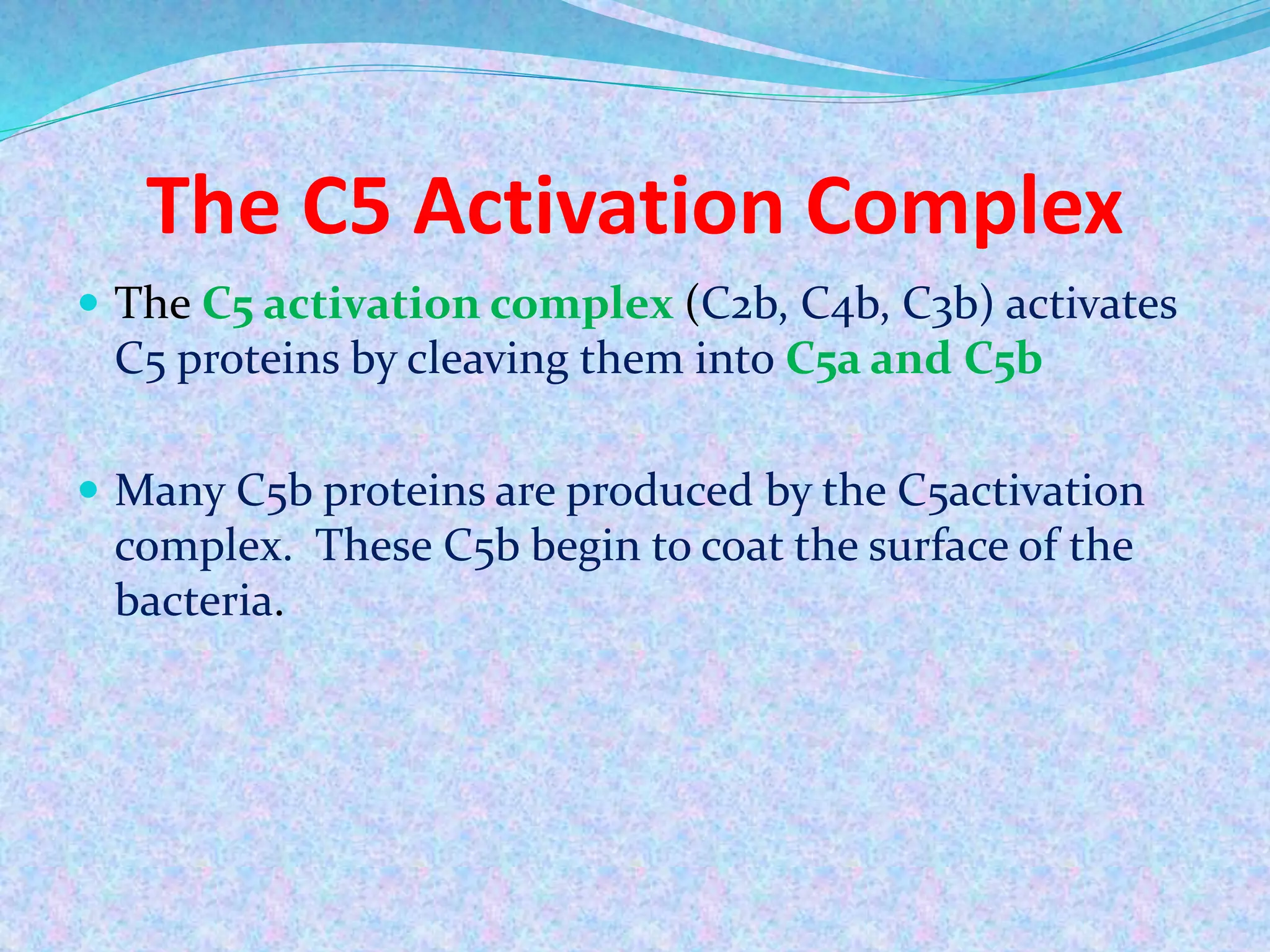 The C5 Activation Complex
 The C5 activation complex (C2b, C4b, C3b) activates
C5 proteins by cleaving them into C5a and C5b
 Many C5b proteins are produced by the C5activation
complex. These C5b begin to coat the surface of the
bacteria.
 