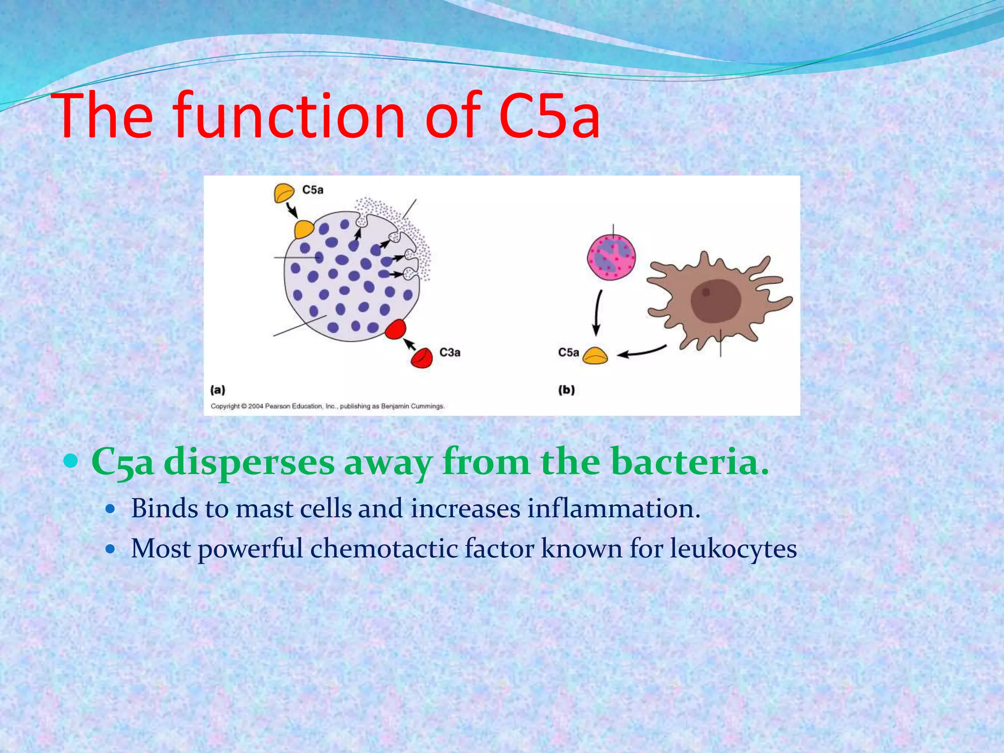 The function of C5a
 C5a disperses away from the bacteria.
 Binds to mast cells and increases inflammation.
 Most powerful chemotactic factor known for leukocytes
 