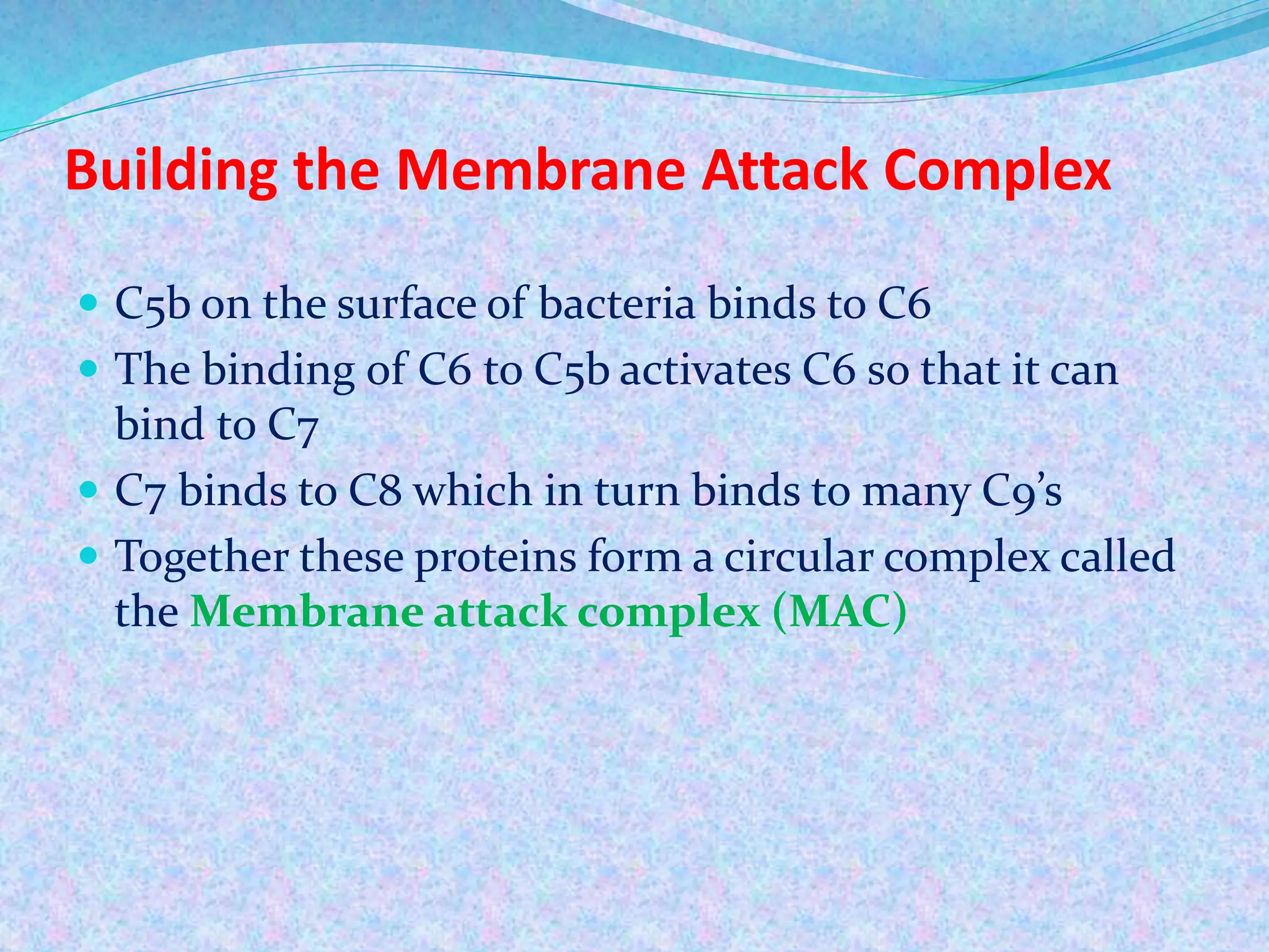Building the Membrane Attack Complex
 C5b on the surface of bacteria binds to C6
 The binding of C6 to C5b activates C6 so that it can
bind to C7
 C7 binds to C8 which in turn binds to many C9’s
 Together these proteins form a circular complex called
the Membrane attack complex (MAC)
 