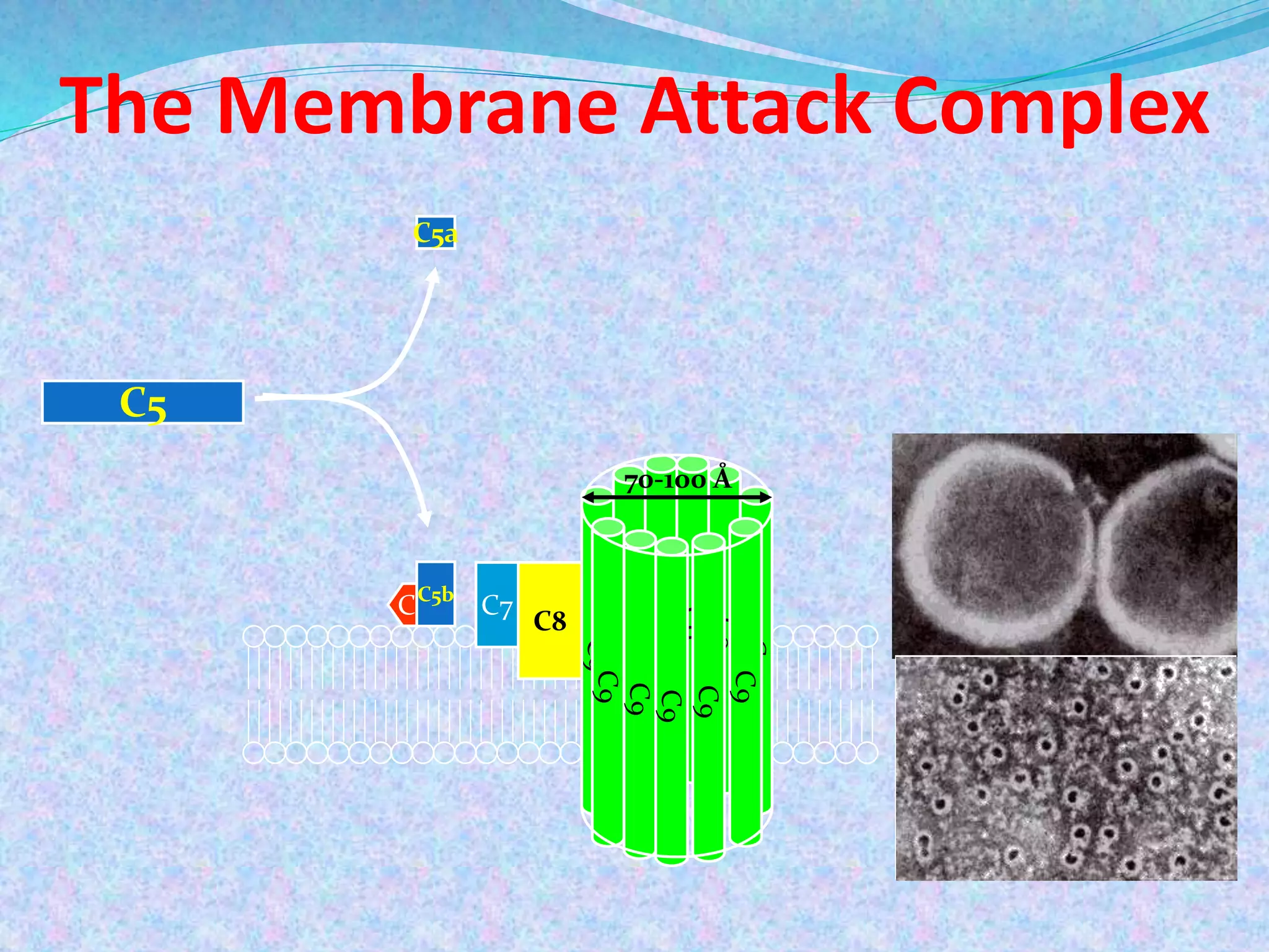 The Membrane Attack Complex
C6 C7
C8 C9
C9
C9
C9
C9
C9C9
C9
C9
C9
C9
C5
C5b
C5a
70-100 Å
 