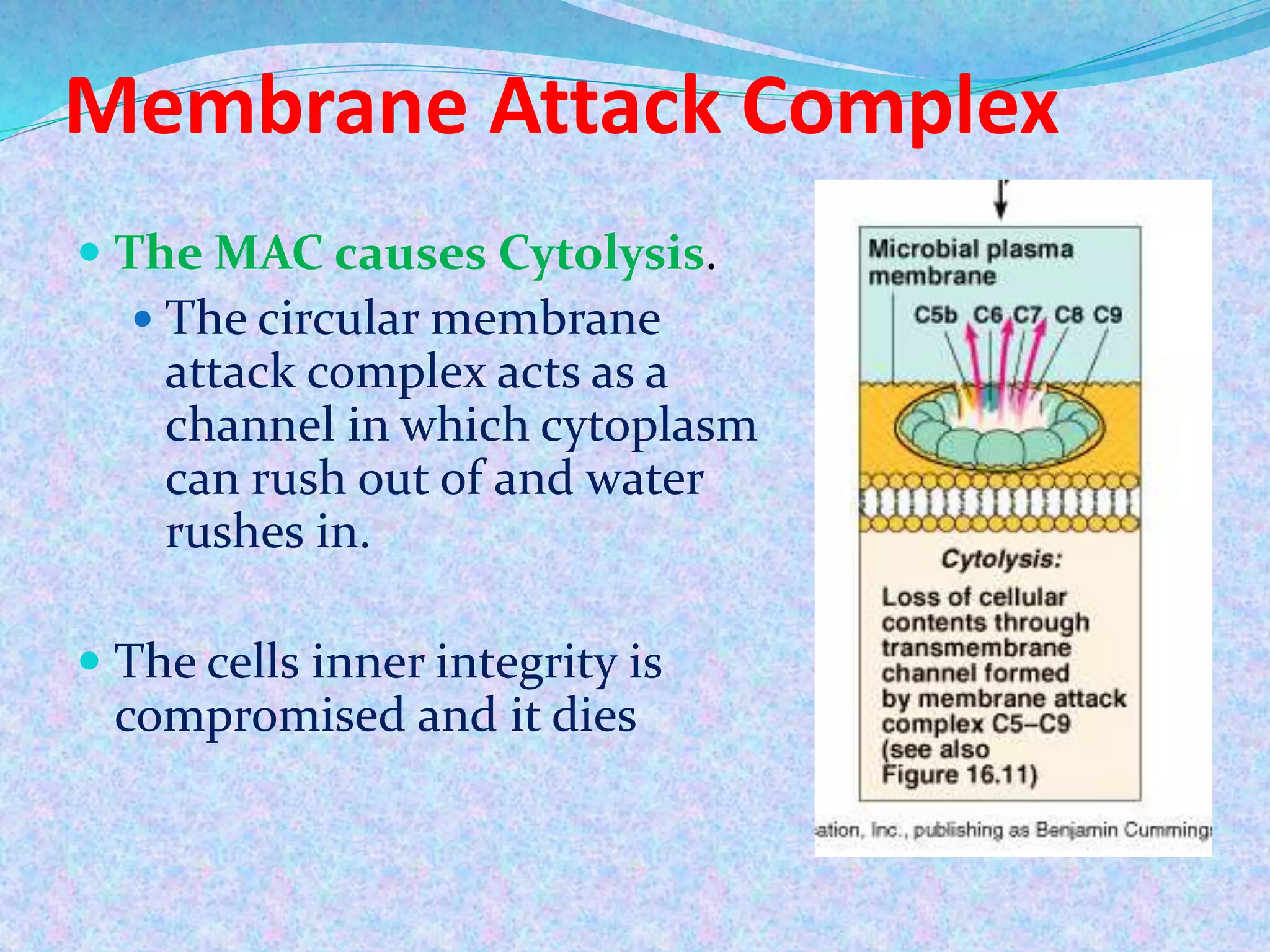 Membrane Attack Complex
 The MAC causes Cytolysis.
 The circular membrane
attack complex acts as a
channel in which cytoplasm
can rush out of and water
rushes in.
 The cells inner integrity is
compromised and it dies
 