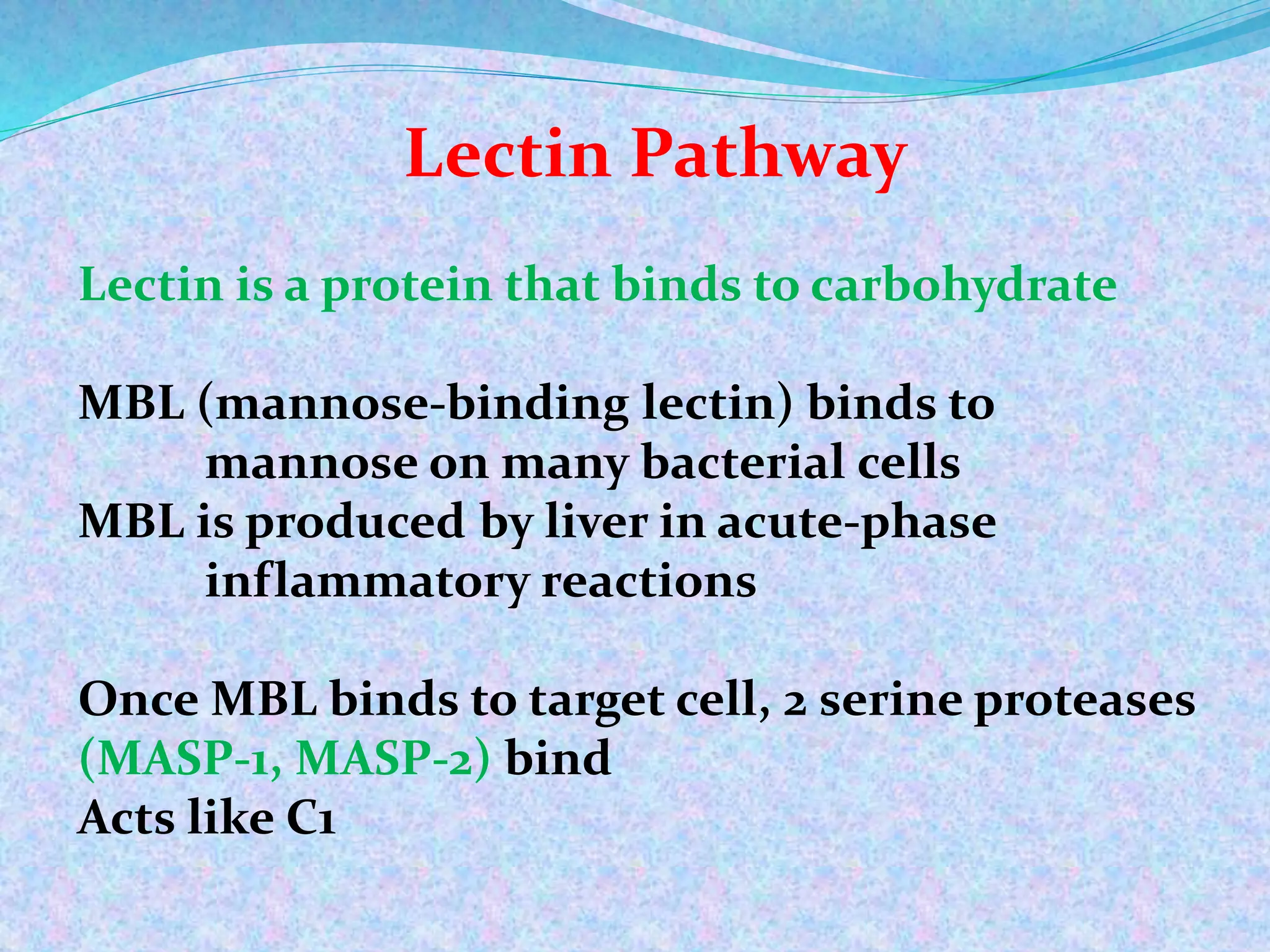 Lectin Pathway
Lectin is a protein that binds to carbohydrate
MBL (mannose-binding lectin) binds to
mannose on many bacterial cells
MBL is produced by liver in acute-phase
inflammatory reactions
Once MBL binds to target cell, 2 serine proteases
(MASP-1, MASP-2) bind
Acts like C1
 