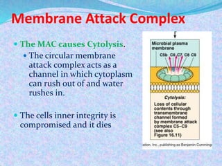 Complement system | PPTX