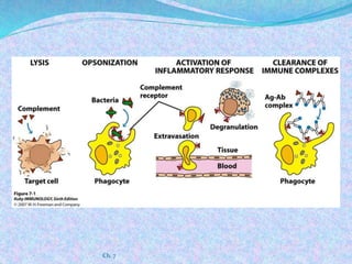 Complement system | PPTX