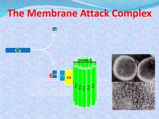 Complement Membrane Attack Slide