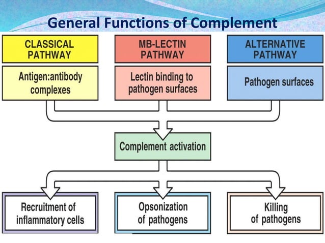 Complement system