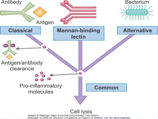 complement system complement cascade