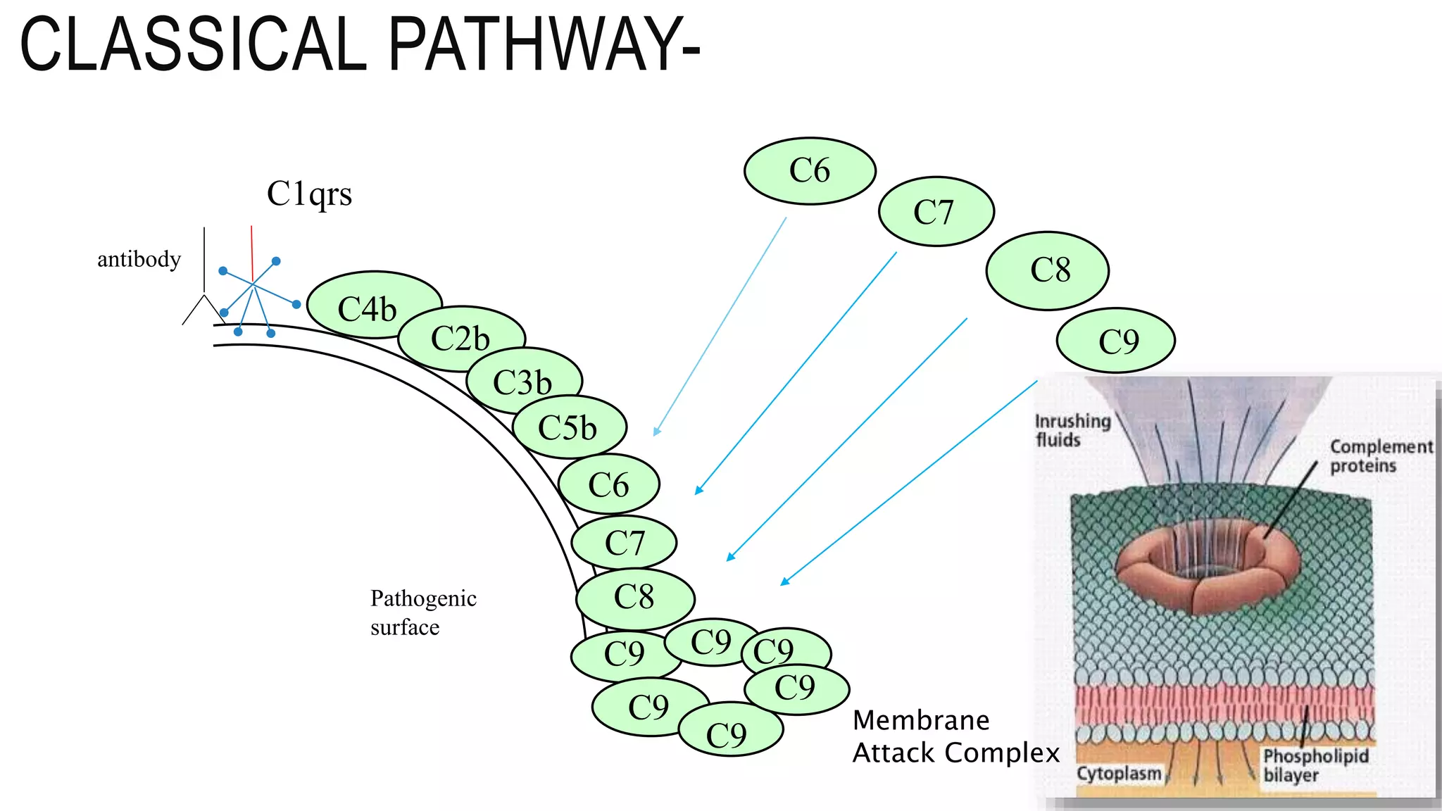 CLASSICAL PATHWAY-
Pathogenic
surface
C6
C7
C8
C9
C1qrs
C4b
C2b
C3b
C5b
C6
C7
C8
C9
C9
C9
C9 C9
C9
antibody
Membrane
Attack Complex
 
