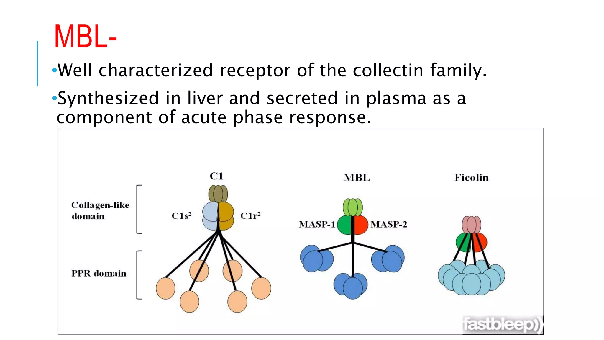 MBL-
•Well characterized receptor of the collectin family.
•Synthesized in liver and secreted in plasma as a
component of acute phase response.
 