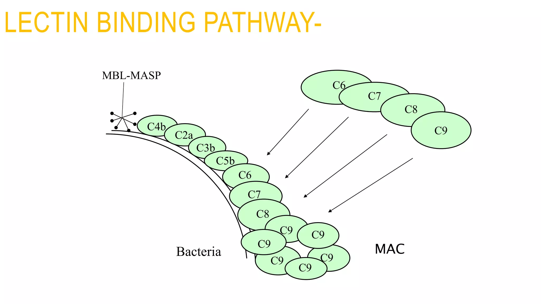 LECTIN BINDING PATHWAY-
Bacteria
C6
C7
C8
C9C4b
C2a
C3b
C5b
C6
C7
C8
C9
C9 C9
C9
C9
C9
MBL-MASP
MAC
 