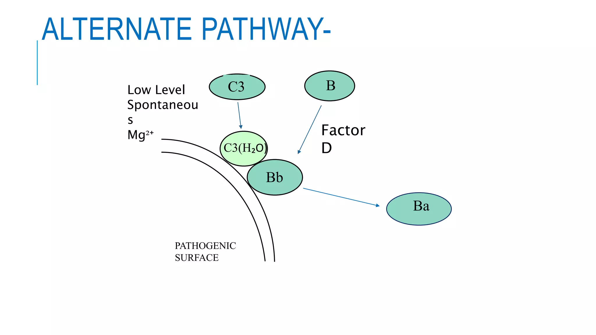 ALTERNATE PATHWAY-
PATHOGENIC
SURFACE
B
C3(H₂O)
C3
Bb
Ba
Factor
D
Low Level
Spontaneou
s
Mg²⁺
 