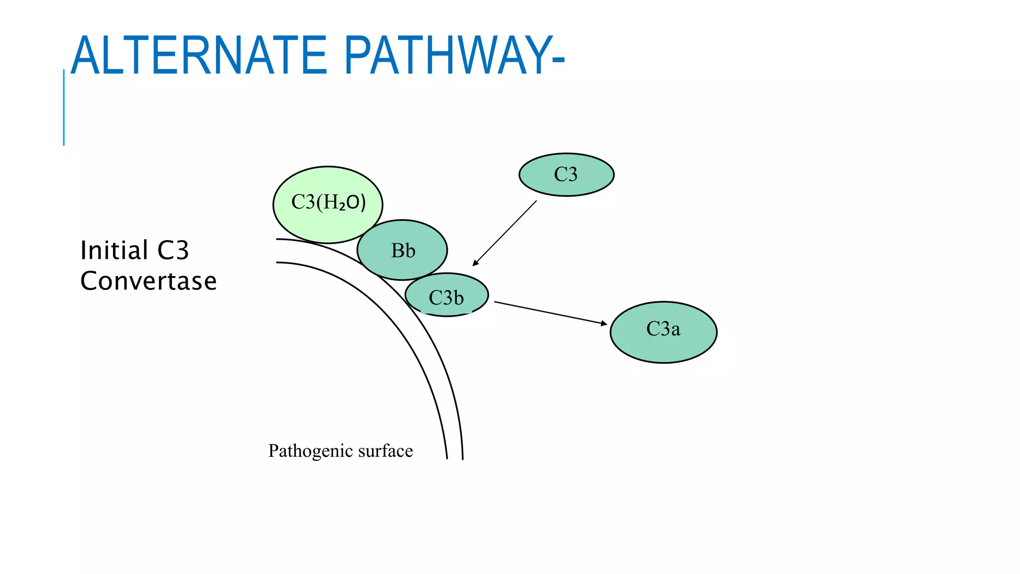 ALTERNATE PATHWAY-
Pathogenic surface
C3(H₂O)
C3a
Bb
C3
C3b
Initial C3
Convertase
 