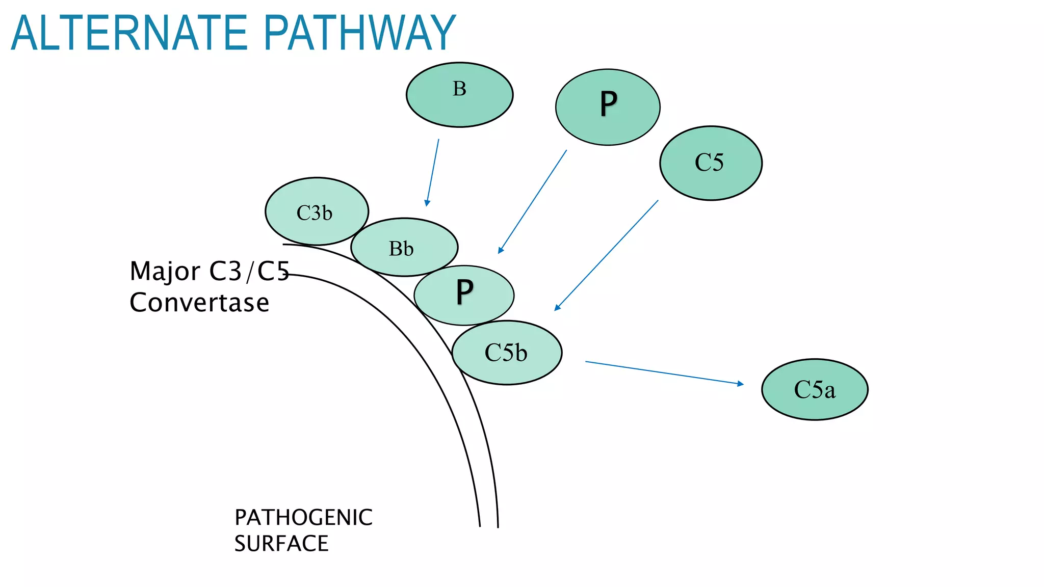 B
C3b
Bb
P
P
C5
C5b
C5a
ALTERNATE PATHWAY
Major C3/C5
Convertase
PATHOGENIC
SURFACE
 