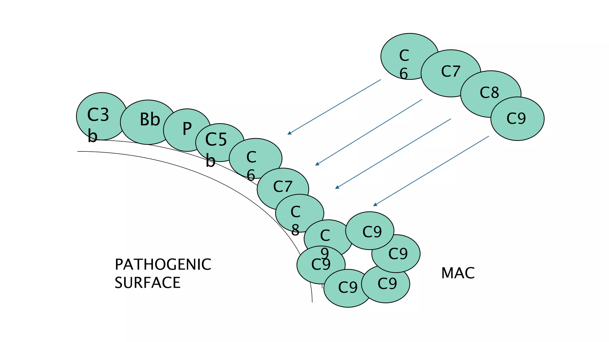 PATHOGENIC
SURFACE
C3
b
Bb
P
C5
b
C
6 C7
C8
C9
C
6
C7
C
8 C
9
C9
C9
C9
C9C9
MAC
 