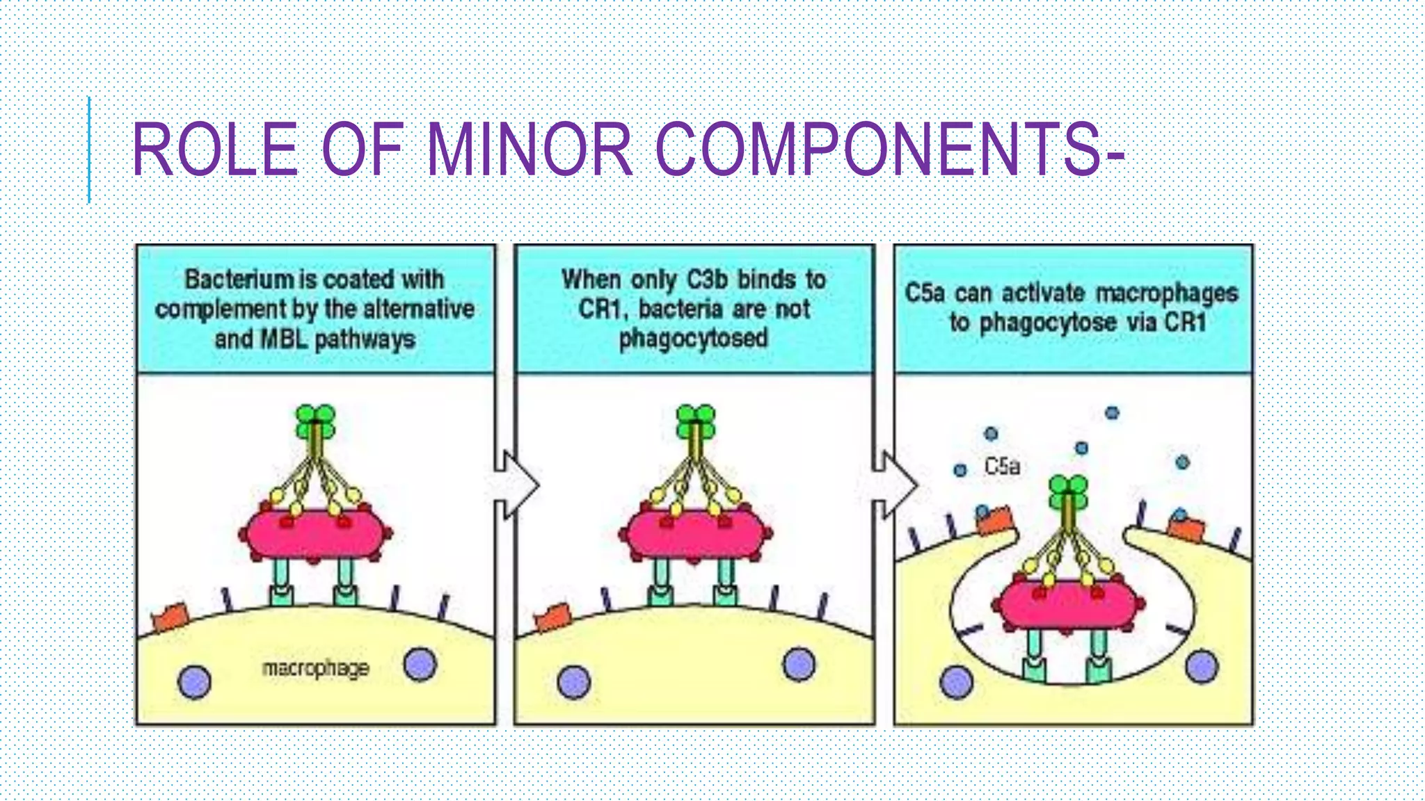 ROLE OF MINOR COMPONENTS-
 