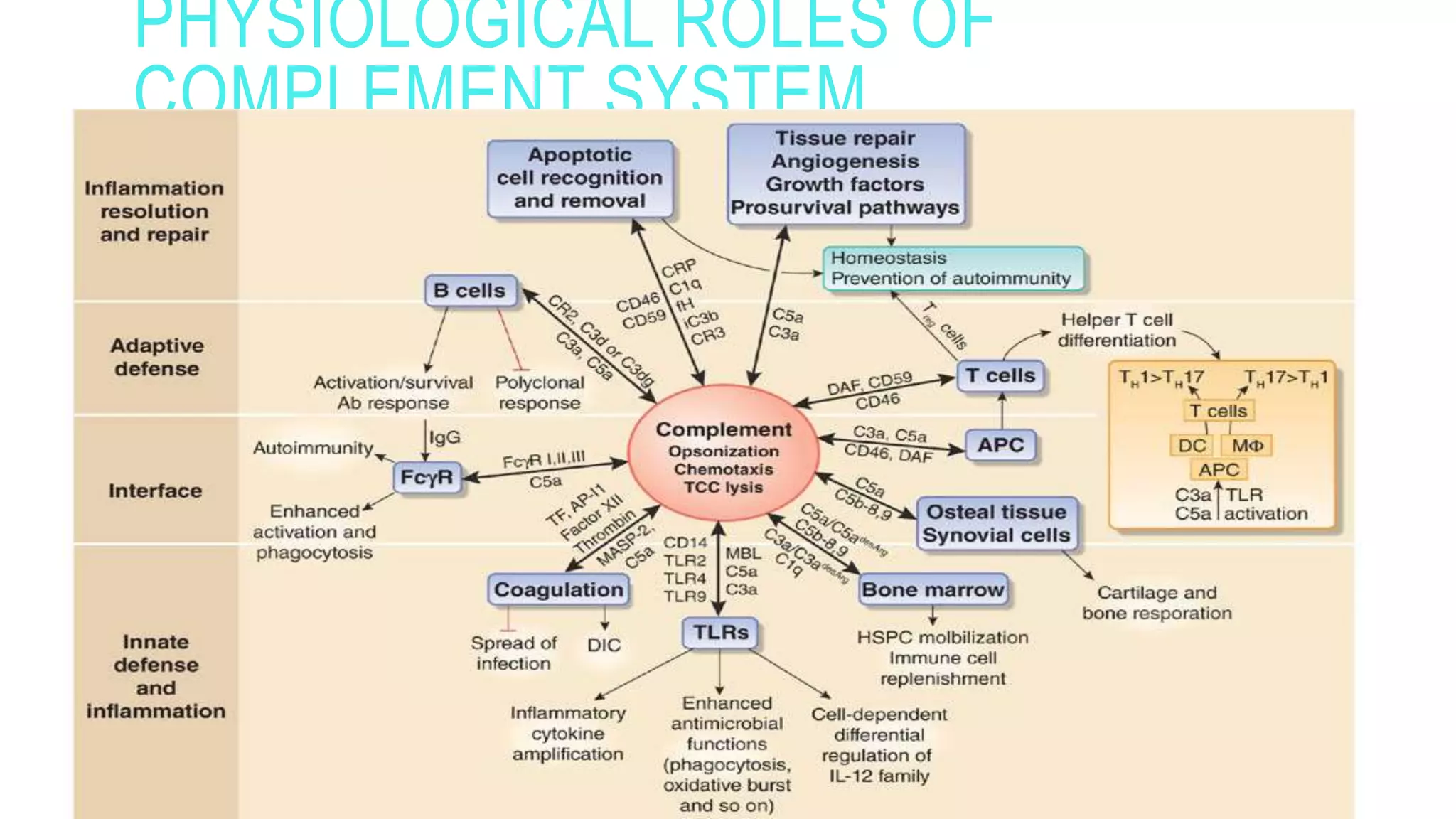 PHYSIOLOGICAL ROLES OF
COMPLEMENT SYSTEM
 