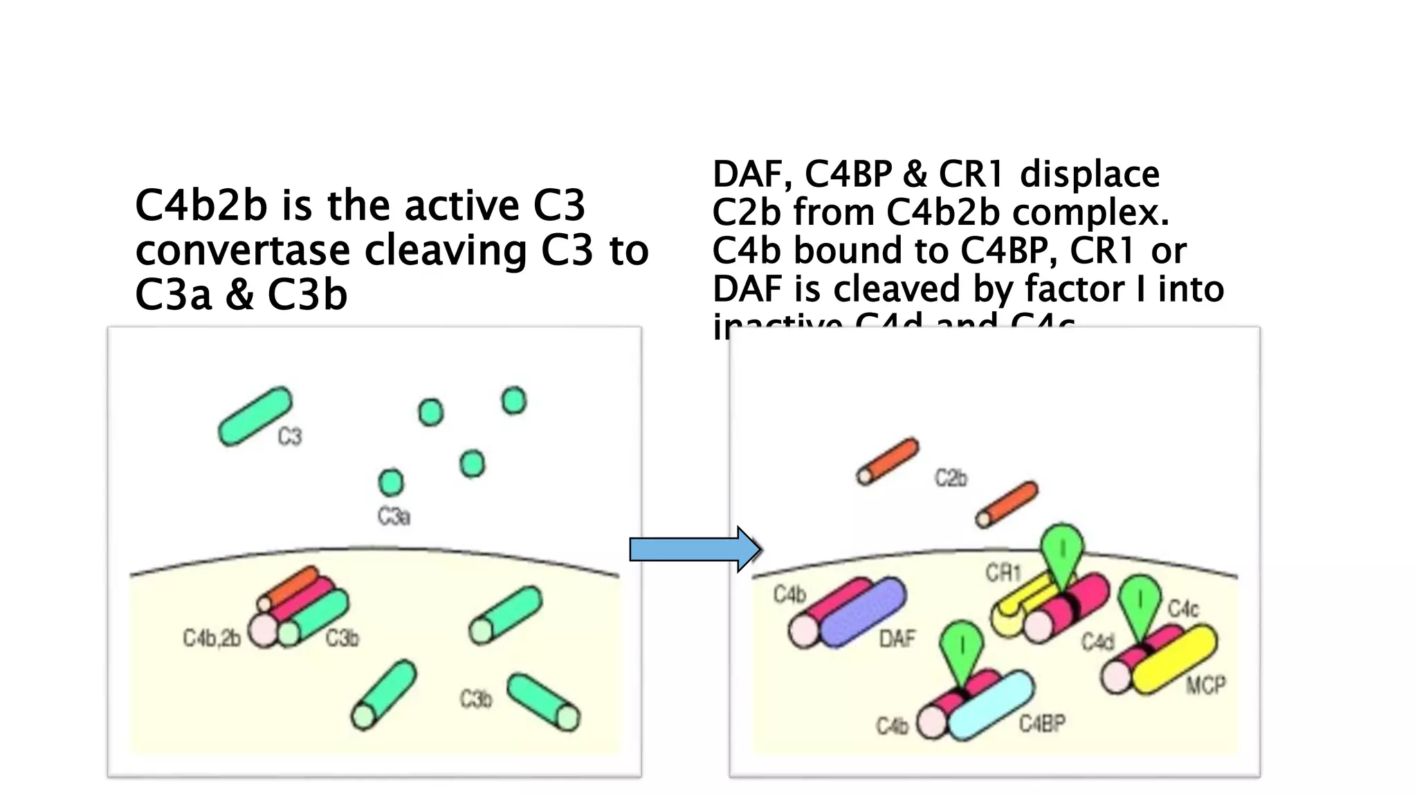 C4b2b is the active C3
convertase cleaving C3 to
C3a & C3b
DAF, C4BP & CR1 displace
C2b from C4b2b complex.
C4b bound to C4BP, CR1 or
DAF is cleaved by factor I into
inactive C4d and C4c.
 