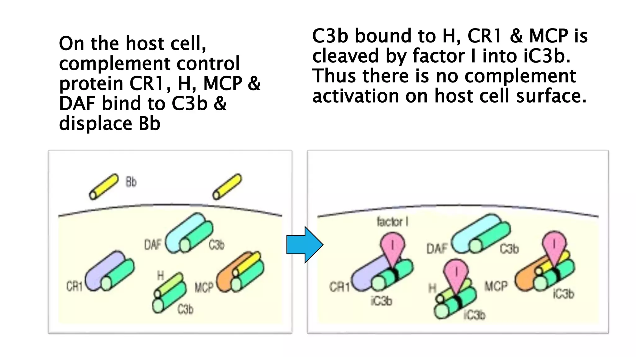 On the host cell,
complement control
protein CR1, H, MCP &
DAF bind to C3b &
displace Bb
C3b bound to H, CR1 & MCP is
cleaved by factor I into iC3b.
Thus there is no complement
activation on host cell surface.
 