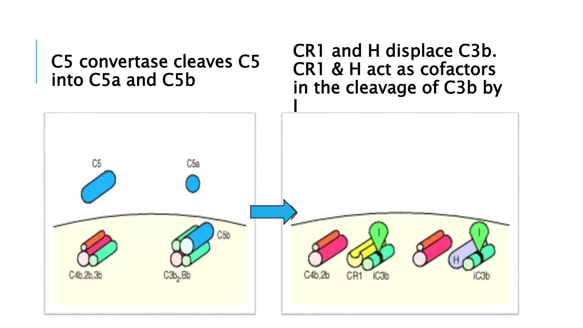 C5 convertase cleaves C5
into C5a and C5b
CR1 and H displace C3b.
CR1 & H act as cofactors
in the cleavage of C3b by
I
 