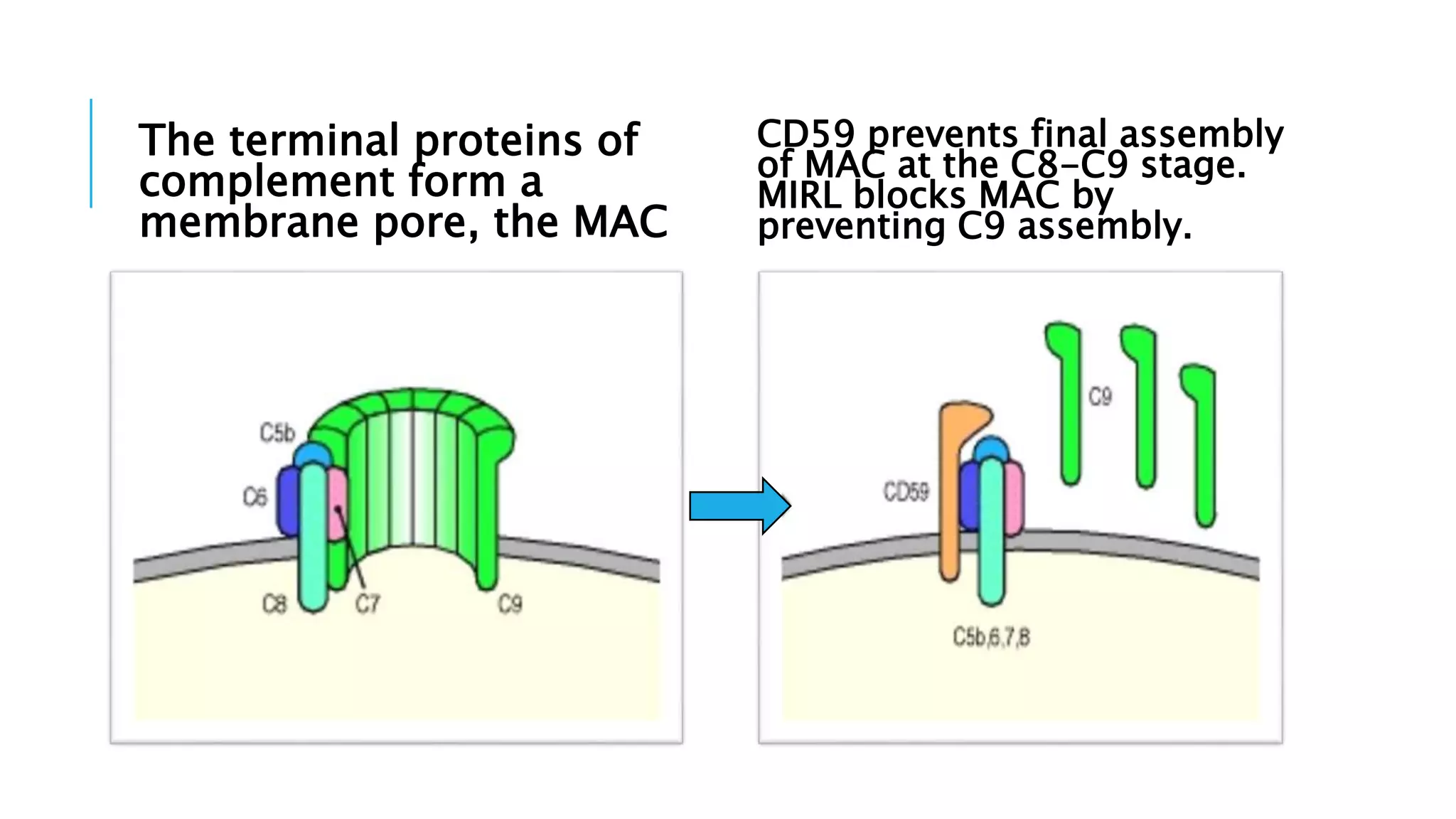The terminal proteins of
complement form a
membrane pore, the MAC
CD59 prevents final assembly
of MAC at the C8-C9 stage.
MIRL blocks MAC by
preventing C9 assembly.
 