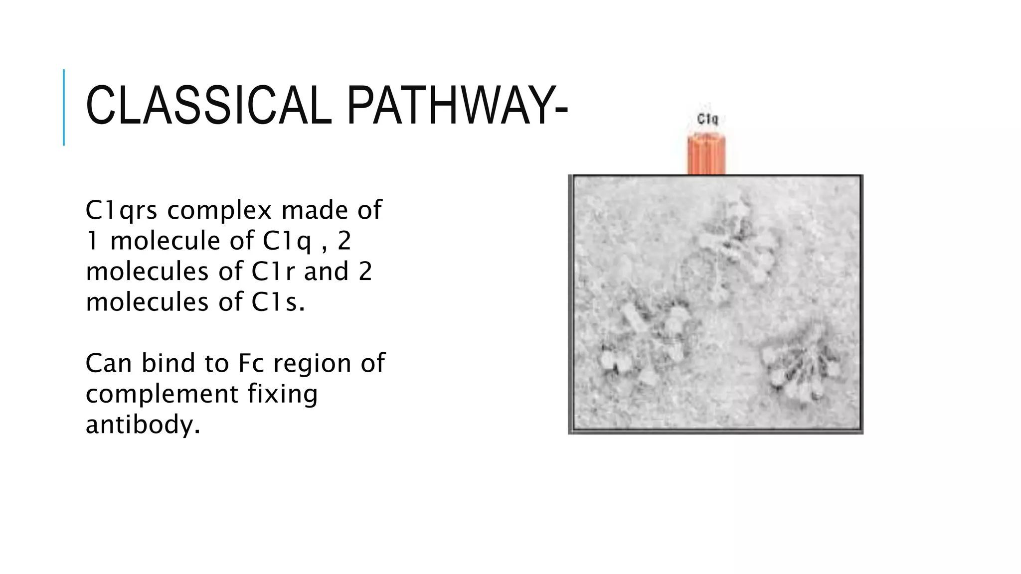CLASSICAL PATHWAY-
C1qrs complex made of
1 molecule of C1q , 2
molecules of C1r and 2
molecules of C1s.
Can bind to Fc region of
complement fixing
antibody.
 