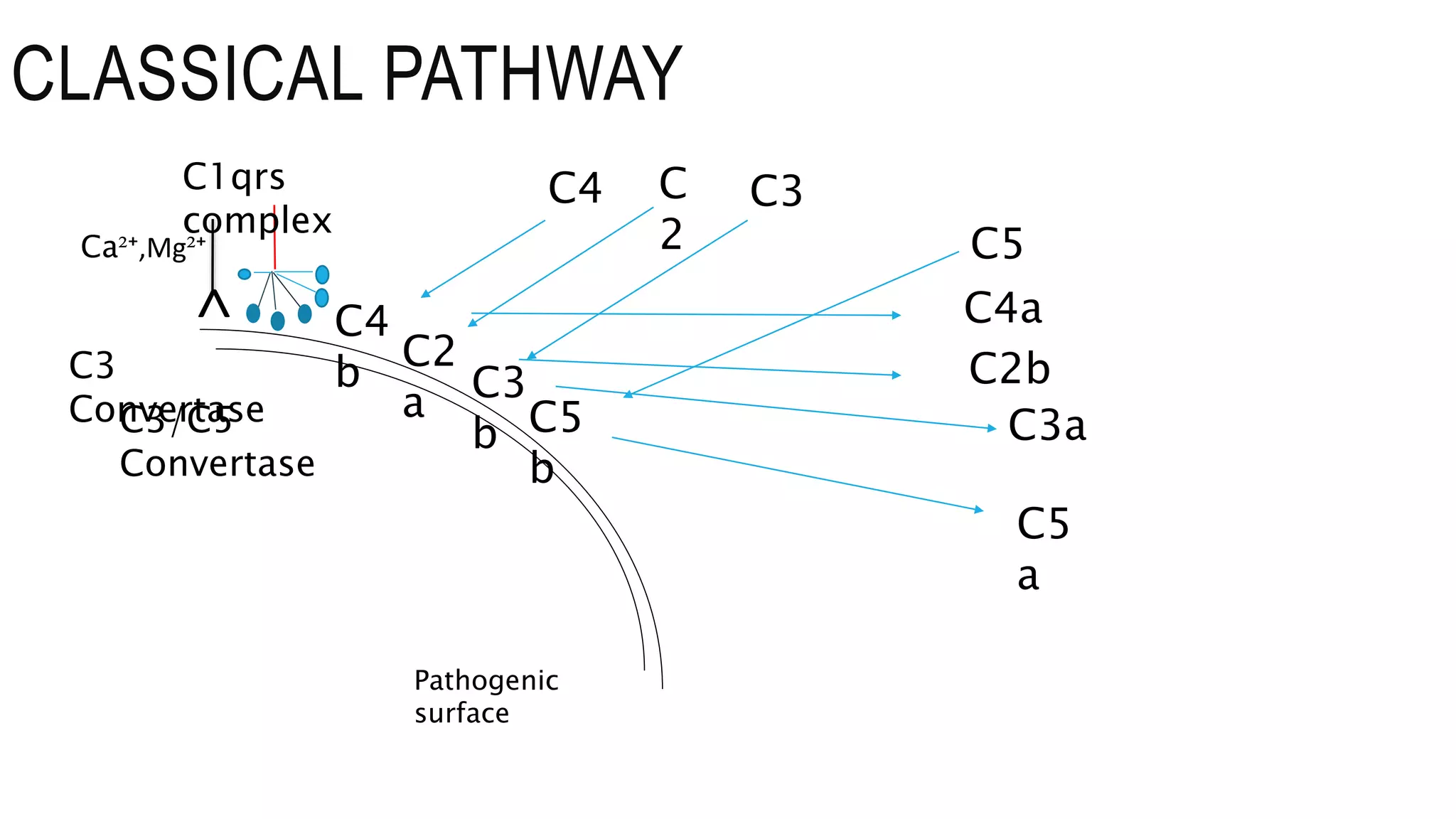 C1qrs
complex
Pathogenic
surface
˄
C4
C4
b
C4a
C
2
C2
a
C2b
C3
C3
b C3a
C5
C5
b
C5
a
CLASSICAL PATHWAY
C3
ConvertaseC3/C5
Convertase
Ca²⁺,Mg²⁺
 