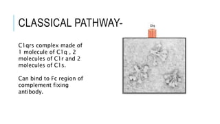 Complement system | PPTX