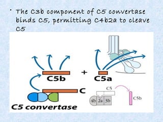Complement system | PPT