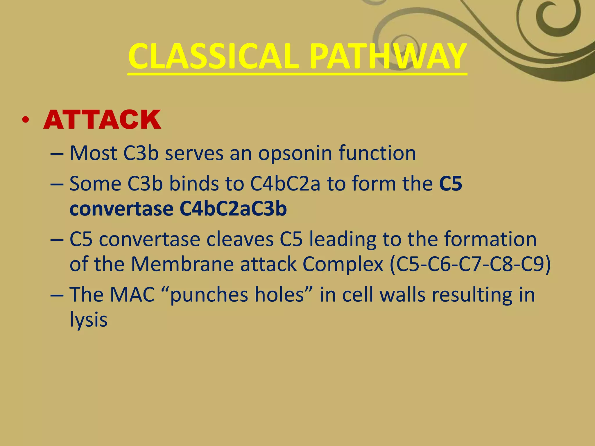 CLASSICAL PATHWAY
• ATTACK
– Most C3b serves an opsonin function
– Some C3b binds to C4bC2a to form the C5
convertase C4bC2aC3b
– C5 convertase cleaves C5 leading to the formation
of the Membrane attack Complex (C5-C6-C7-C8-C9)
– The MAC “punches holes” in cell walls resulting in
lysis
 